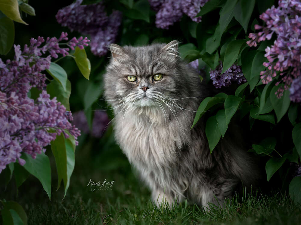 Nicola Kassat Fotografie