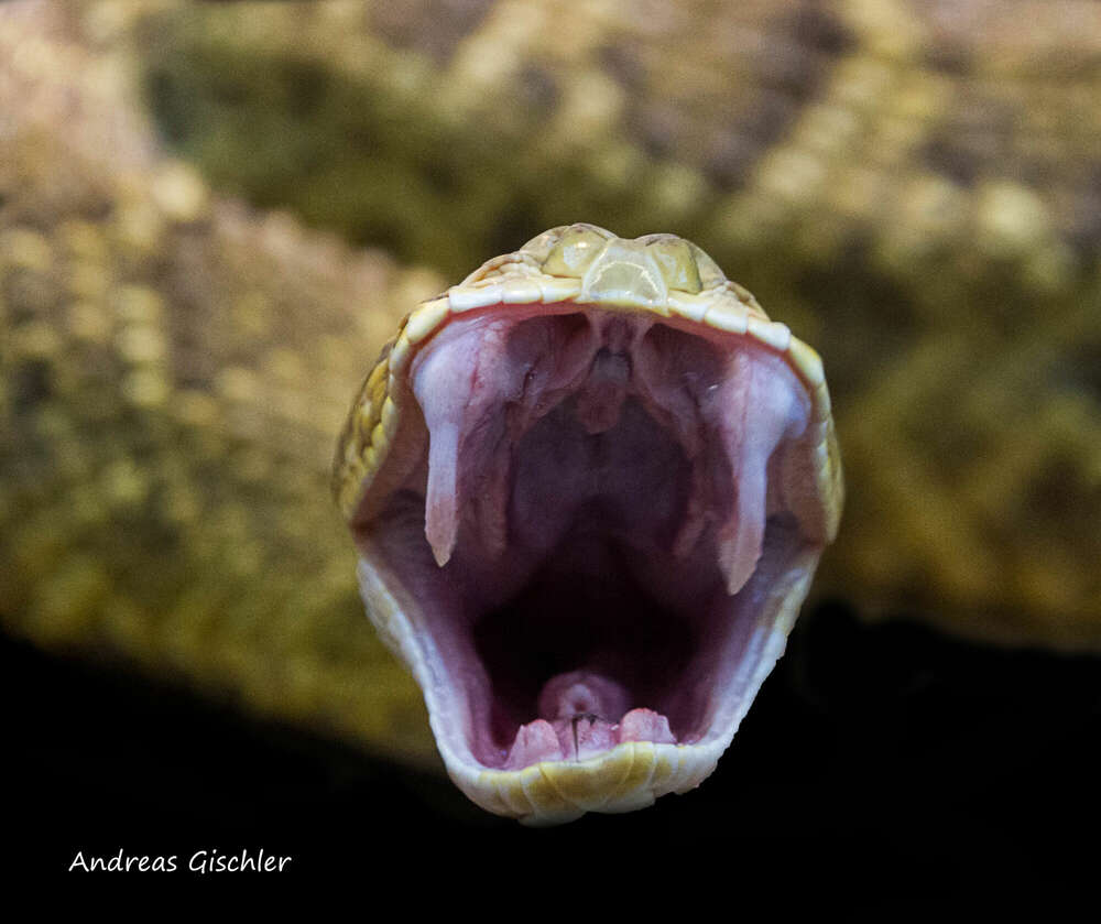 Tierportrait (Andreas Gischler)