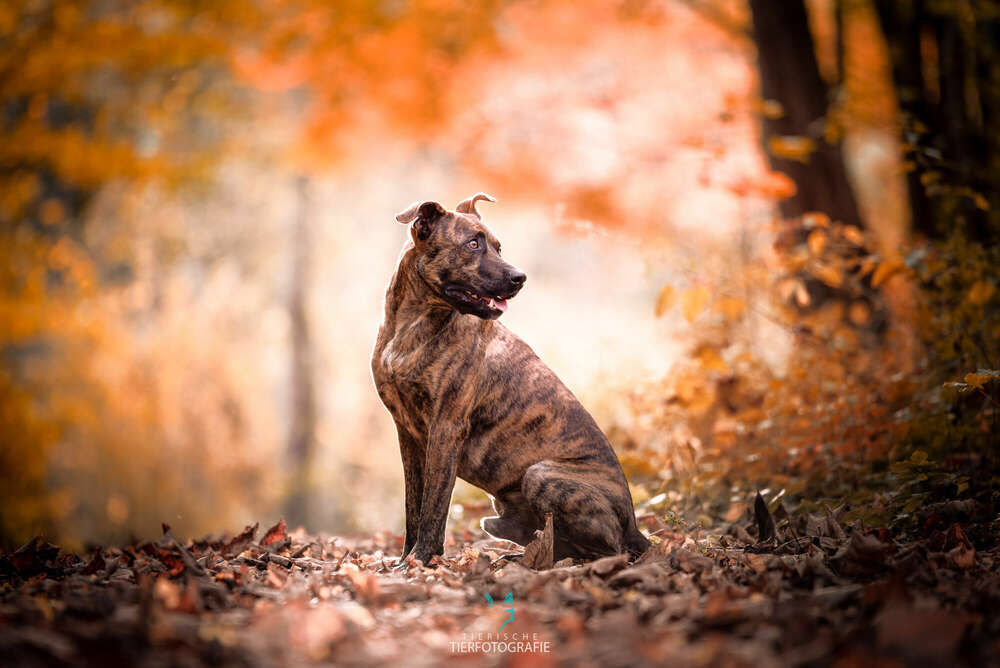 Bardinomix (Tierische Tierfotografie)