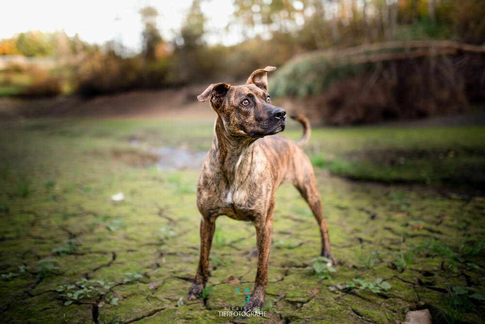 Bardinomix (Tierische Tierfotografie)