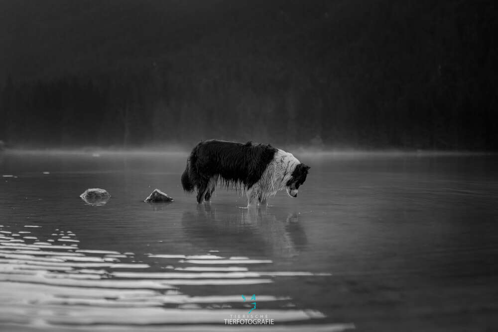 Australian Shepherd (Tierische Tierfotografie)