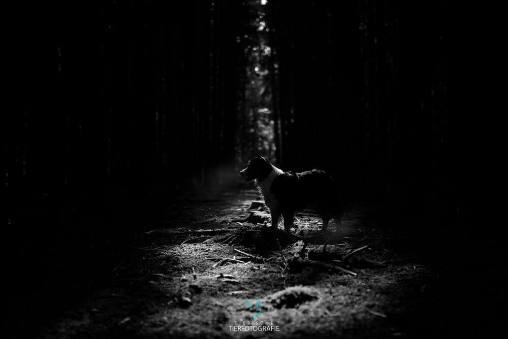 Tierische Tierfotografie