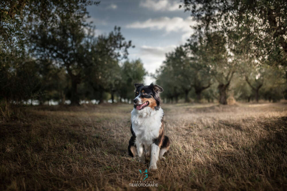 Australian Shepherd (Tierische Tierfotografie)
