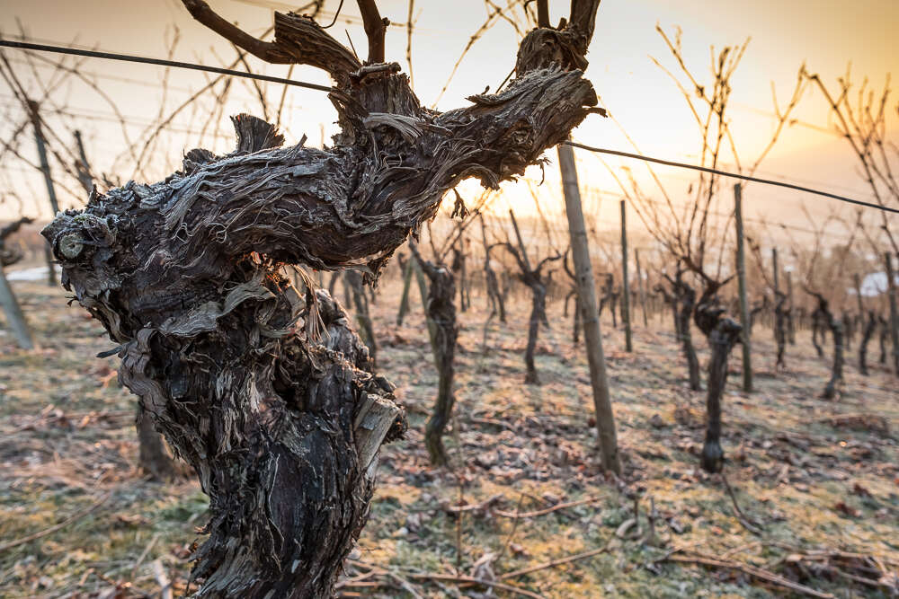 Rebe im Gegenlicht (Bernd Schmidt)