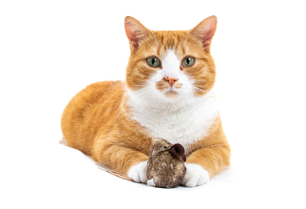 Hundefotografin München - Sylvie Zollinger