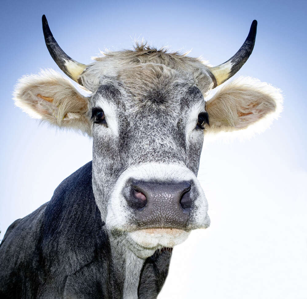 Eine Kuh mit Hörner in Tirol (Fotostudio Wedermann)