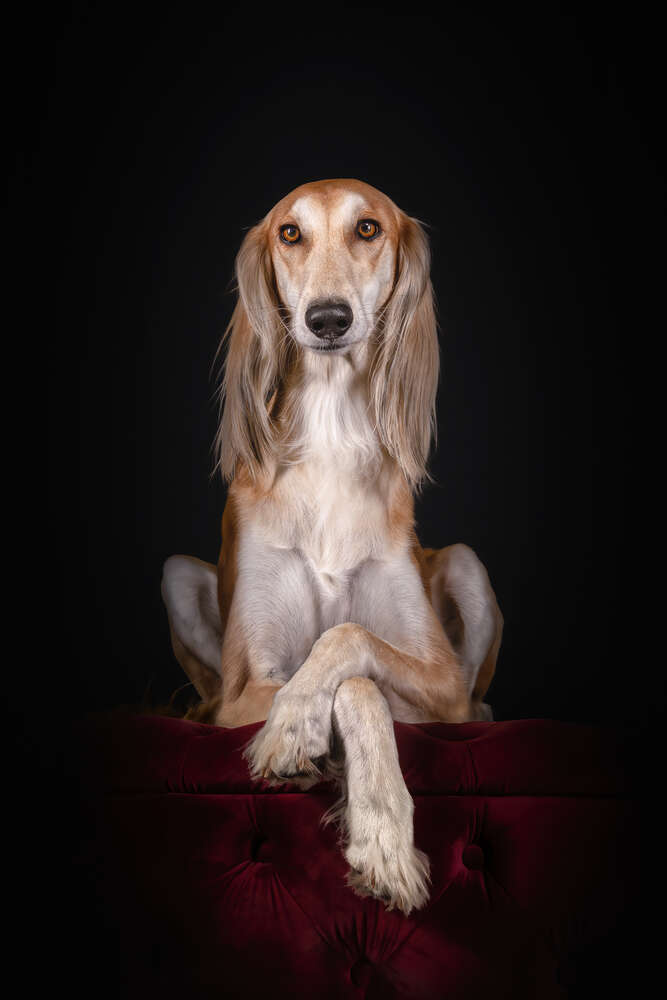 Markus Heber Photography (Markus Heber Photography)