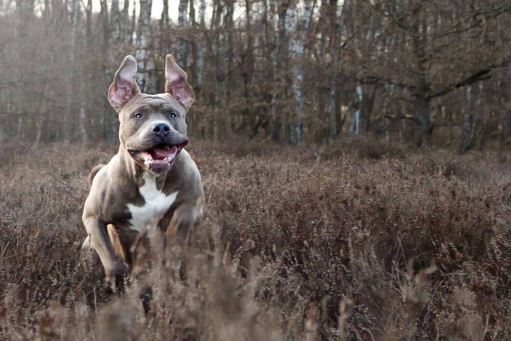 Happy (De.L_Photography)