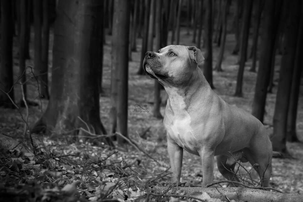 De.L_Photography (De.L_Photography)