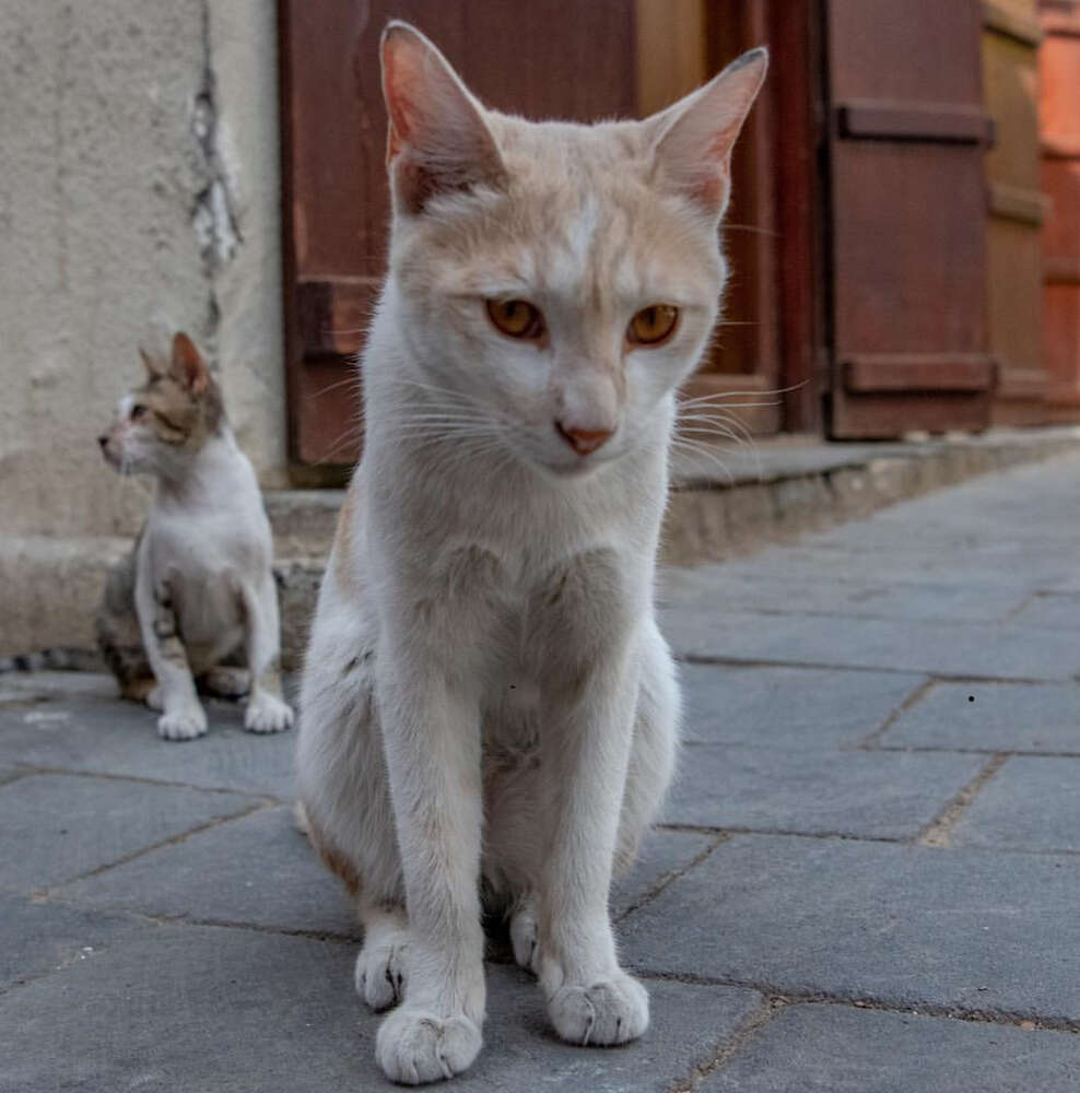 Gerd Bohland (Gerd Bohland)