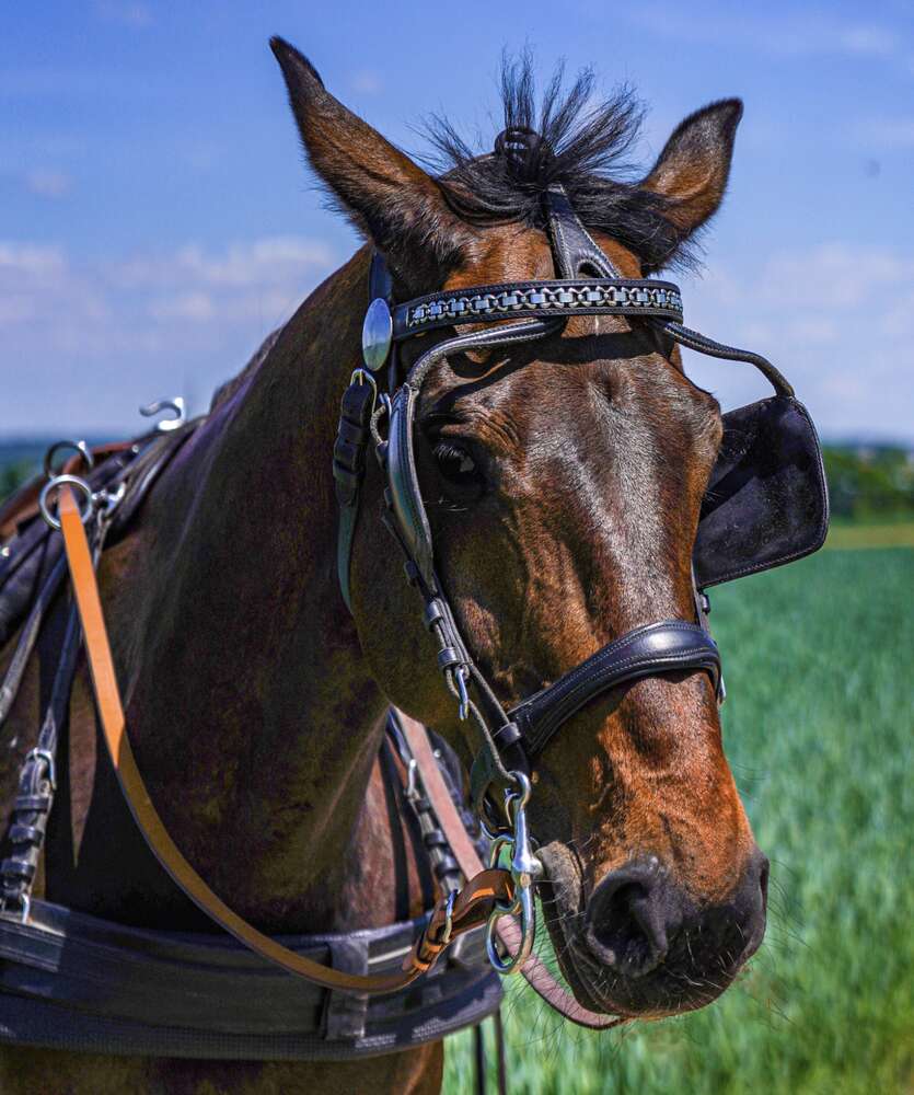 Gerd Bohland (Gerd Bohland)