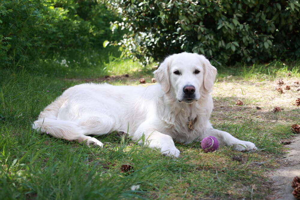 Foto Lingen (Foto Lingen)