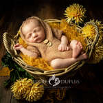 Babybauch Neugeborenen Fotografie