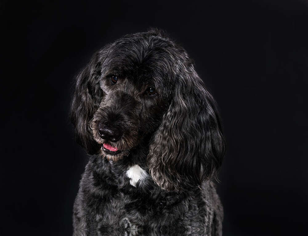 schwarzer Hund vor schwarzem Grun (Foto-Studio Penz oHG)