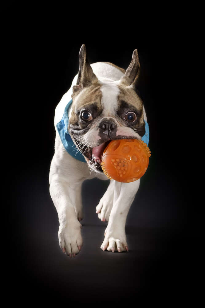 Foto-Studio Penz oHG (Foto-Studio Penz oHG)