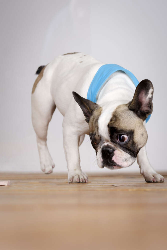 Foto-Studio Penz oHG (Foto-Studio Penz oHG)