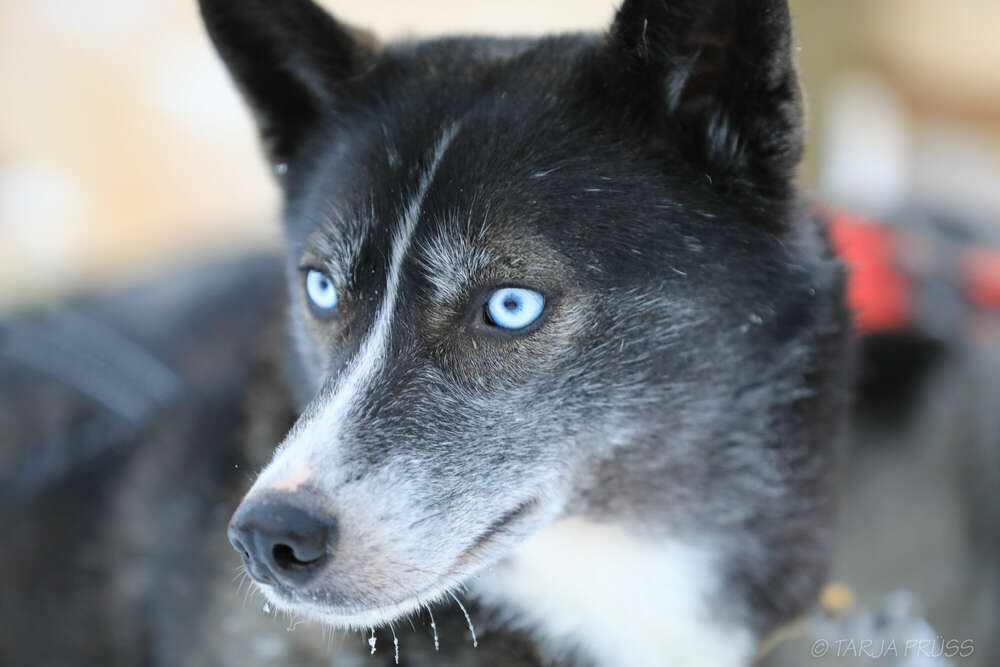 Husky (Tarja Prüss)