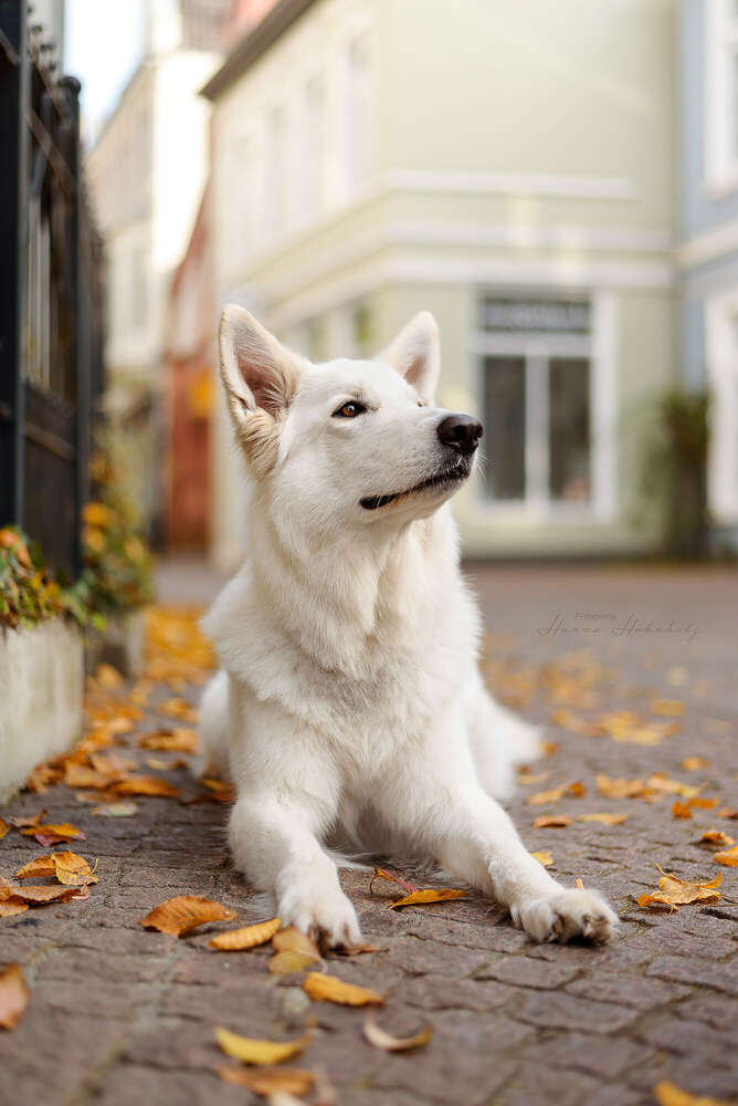 Hundeshooting in der Innenstadt Stadt Oldenburg Tierfotografie (Tier- und Portraitfotografie Hanna Hohnholz)