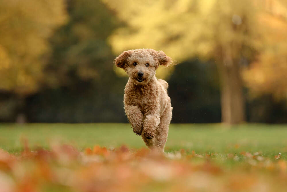 Tier- und Portraitfotografie Hanna Hohnholz (Tier- und Portraitfotografie Hanna Hohnholz)