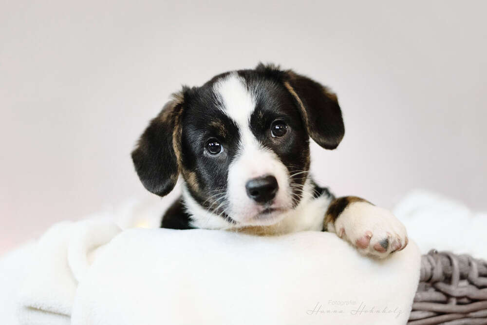 Tier- und Portraitfotografie Hanna Hohnholz (Tier- und Portraitfotografie Hanna Hohnholz)