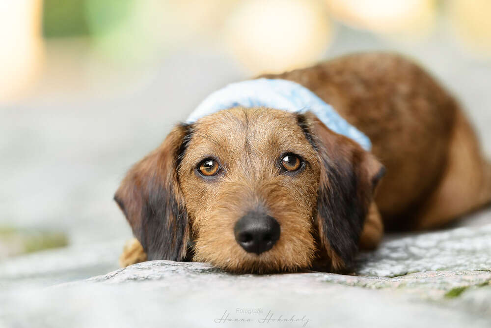 Tier- und Portraitfotografie Hanna Hohnholz (Tier- und Portraitfotografie Hanna Hohnholz)