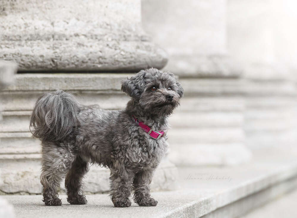 Tier- und Portraitfotografie Hanna Hohnholz (Tier- und Portraitfotografie Hanna Hohnholz)