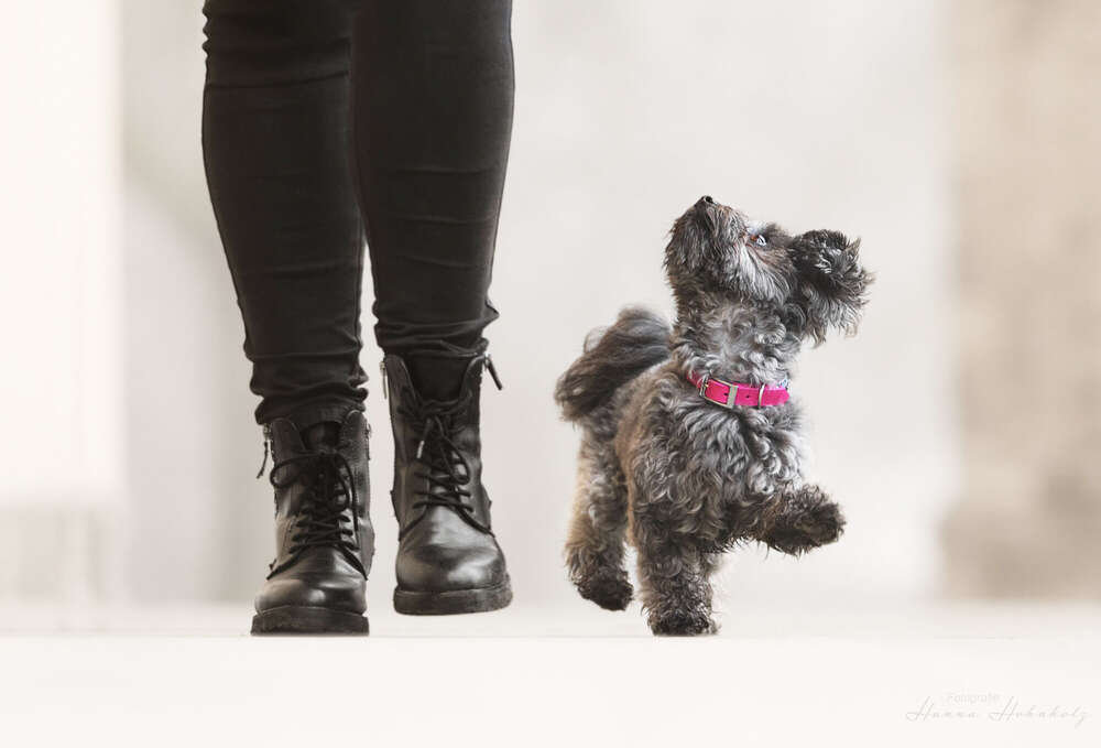 Tier- und Portraitfotografie Hanna Hohnholz (Tier- und Portraitfotografie Hanna Hohnholz)