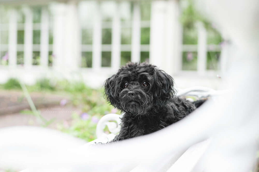 Tier- und Portraitfotografie Hanna Hohnholz (Tier- und Portraitfotografie Hanna Hohnholz)