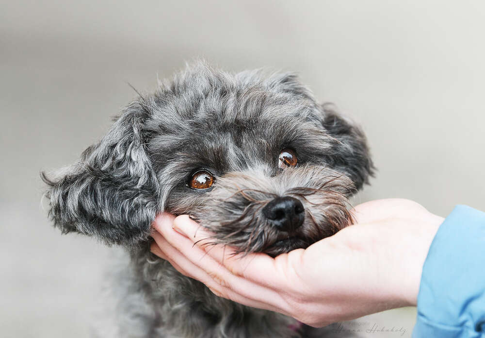 Süßes Hundeportrait Bolonka Zwetna (Tier- und Portraitfotografie Hanna Hohnholz)