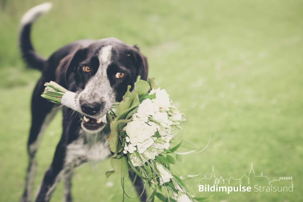 Bildimpulse Stralsund (Bildimpulse Stralsund)