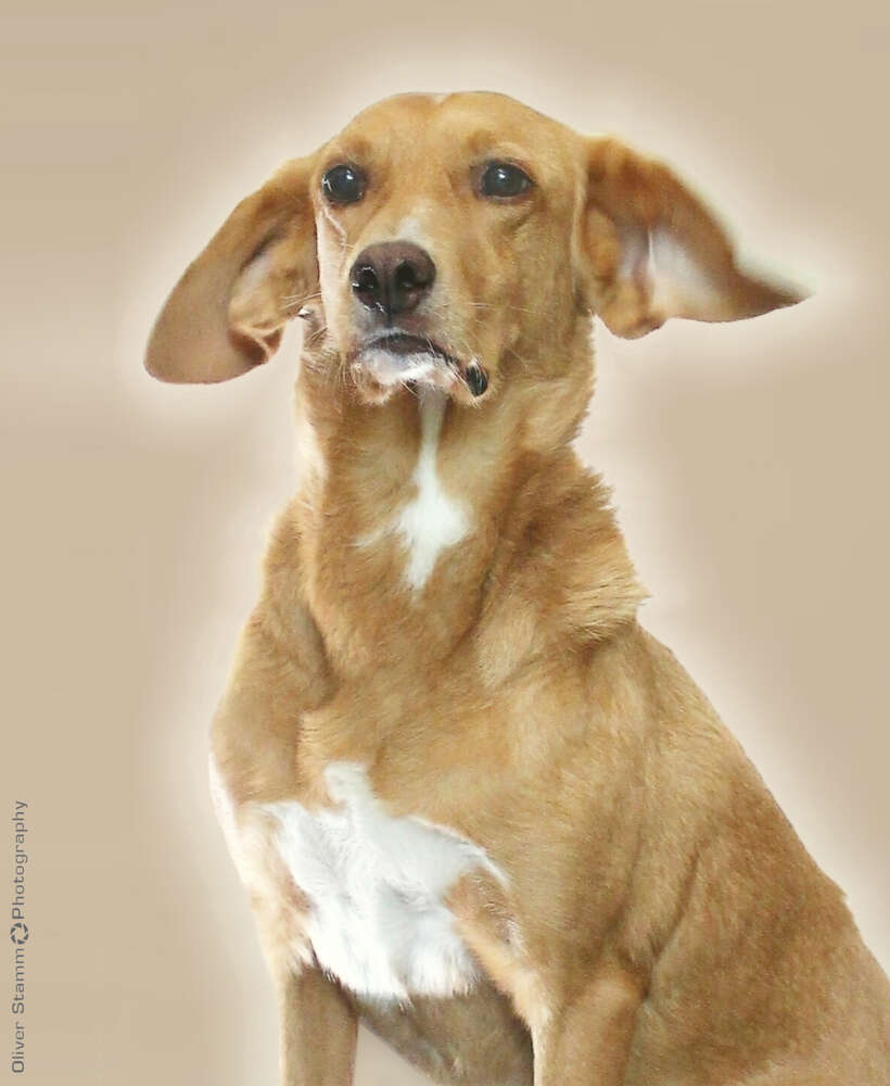 Hundeportrait. Dog portrait. (Oliver Stamm Werbefotograf Fotodesigner)