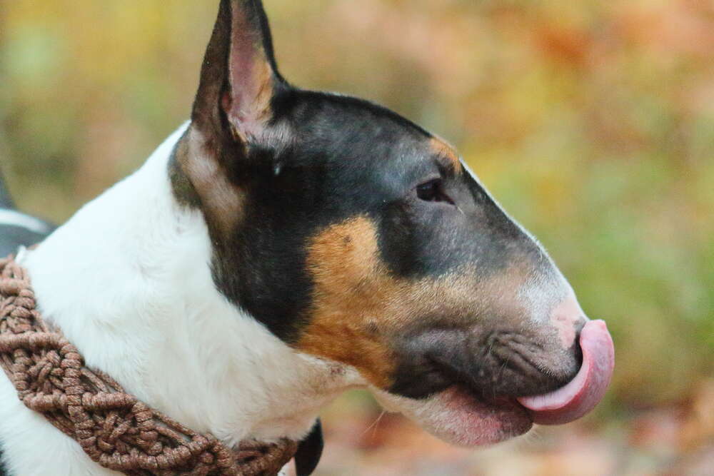 Hundeshooting (Patkleinfotografie)