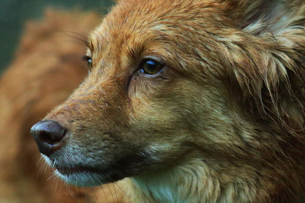 Hundeshooting (Patkleinfotografie)