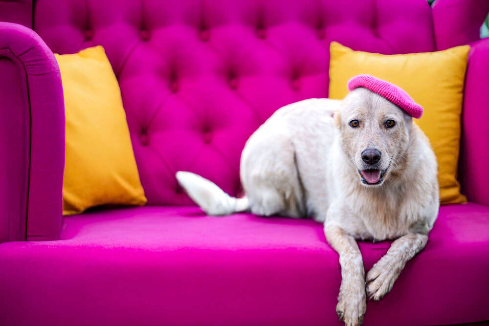 Fine Art Hundefotografie  (Monika Chalupa Photography)