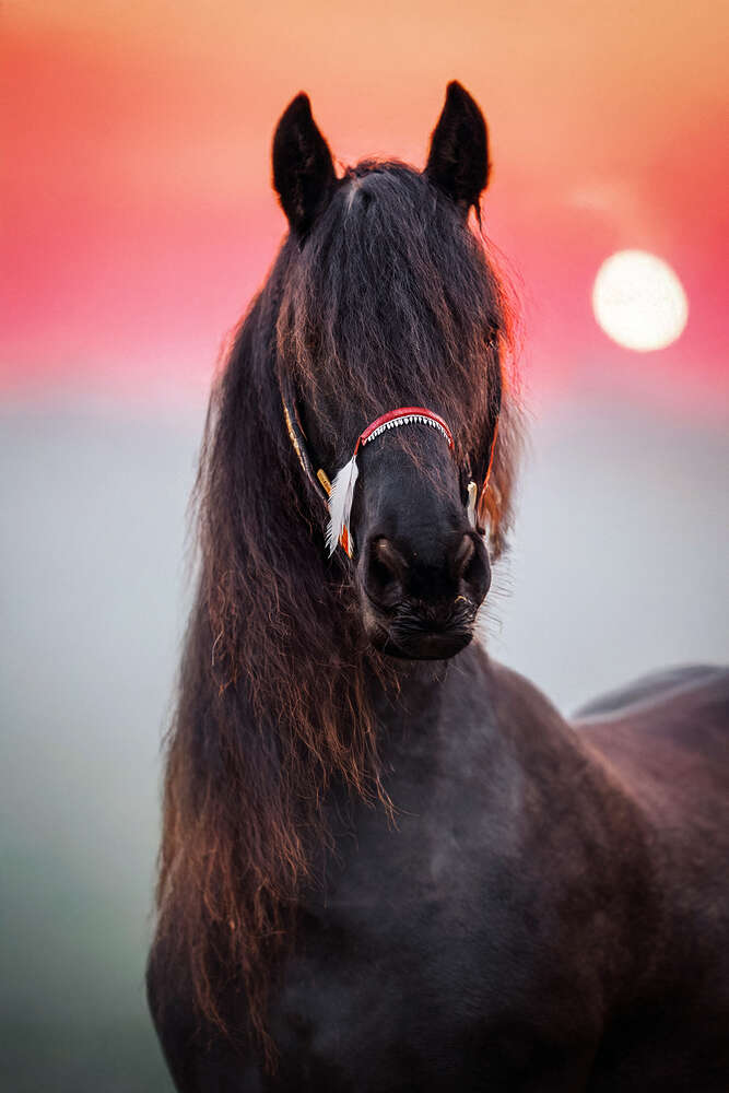 Monika Chalupa Photography