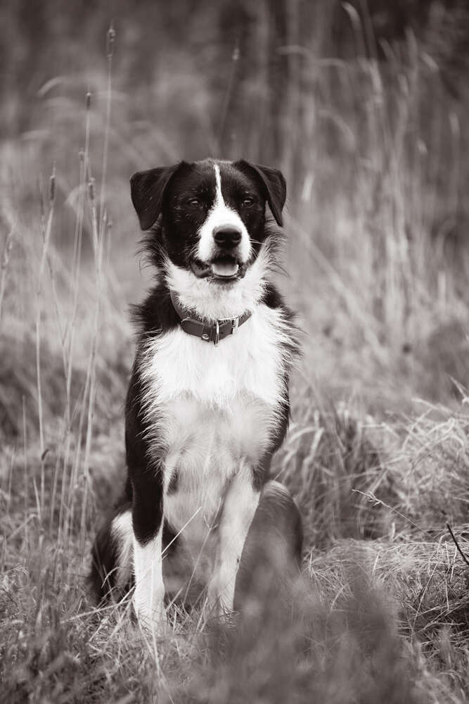 Border Collie Mix (Sandra Herzog Fotografie)