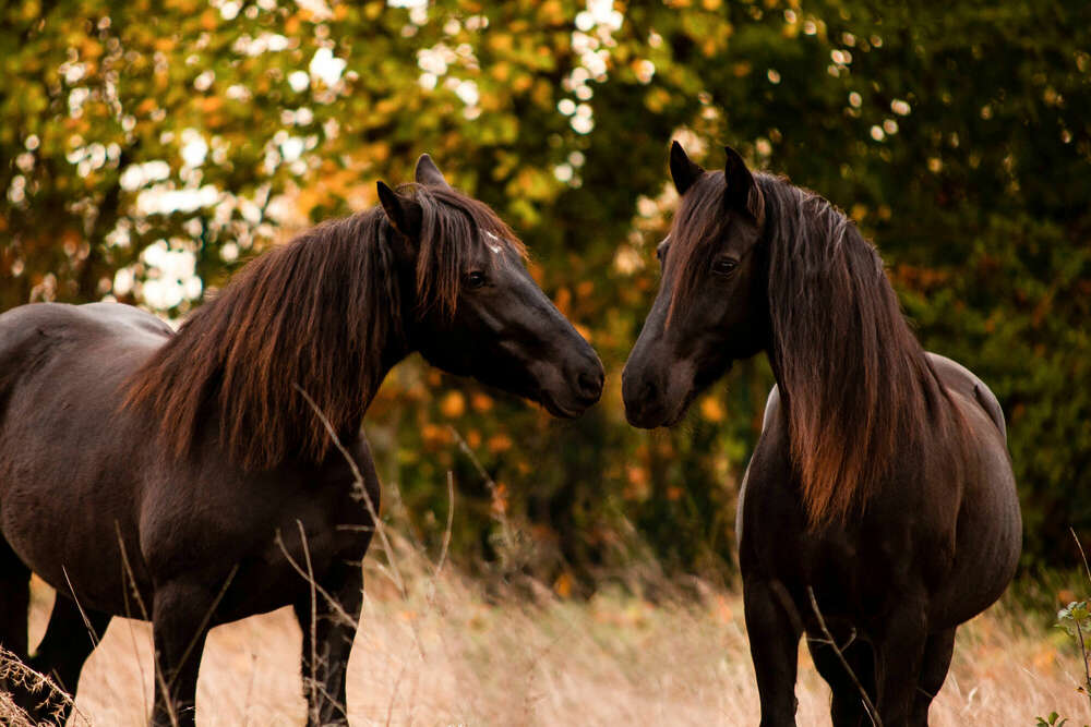 Melanie Grell (Melanie Grell)