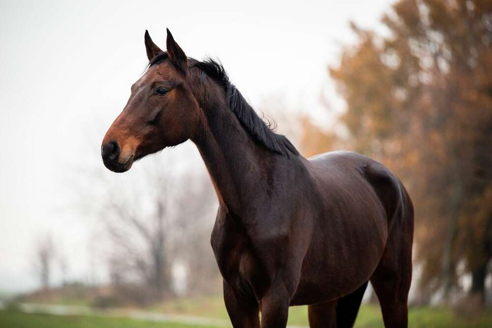 Melanie Grell (Melanie Grell)