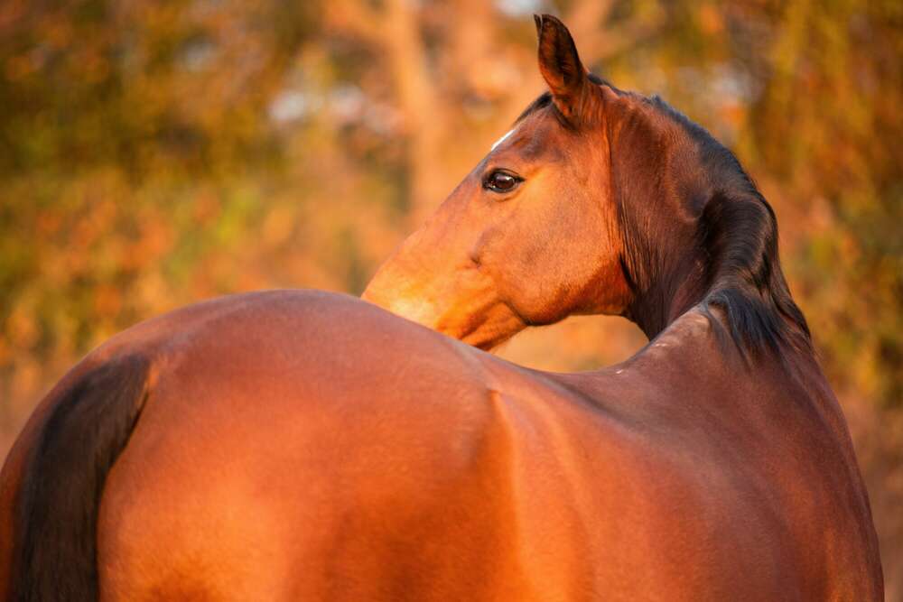 Melanie Grell (Melanie Grell)