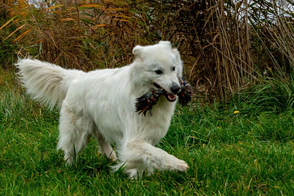 Lebensfreude (Johann Medvey Fotografie)