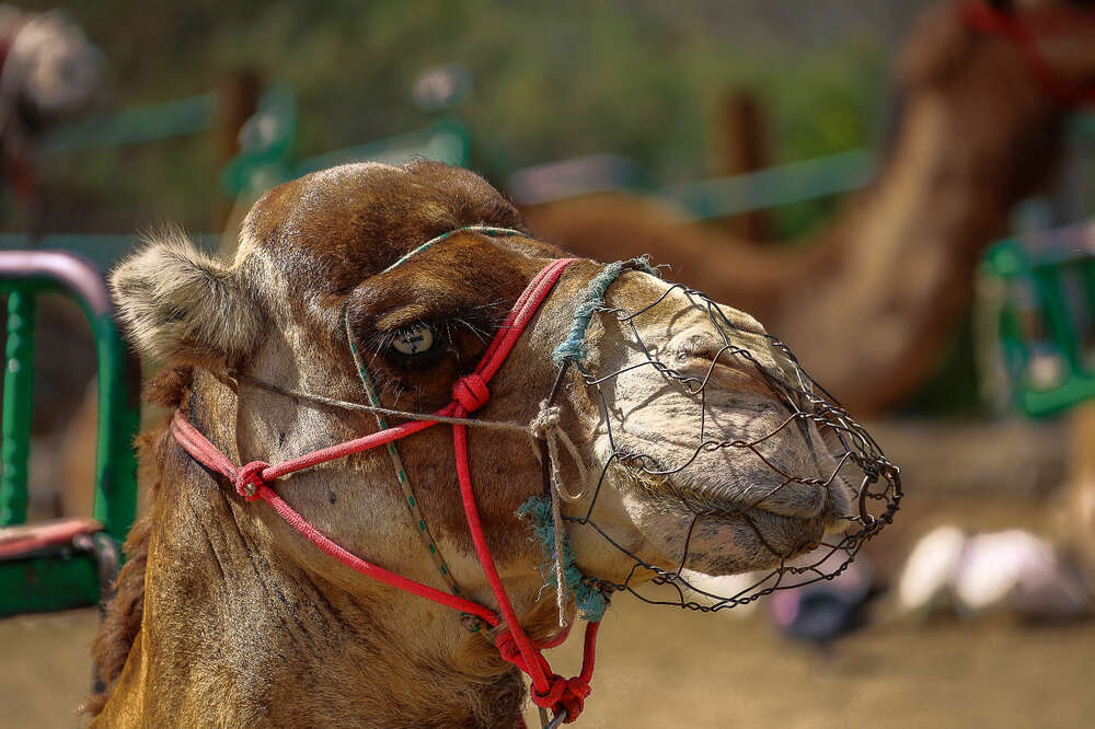 Tierisches (MultiMedia Art GbR)