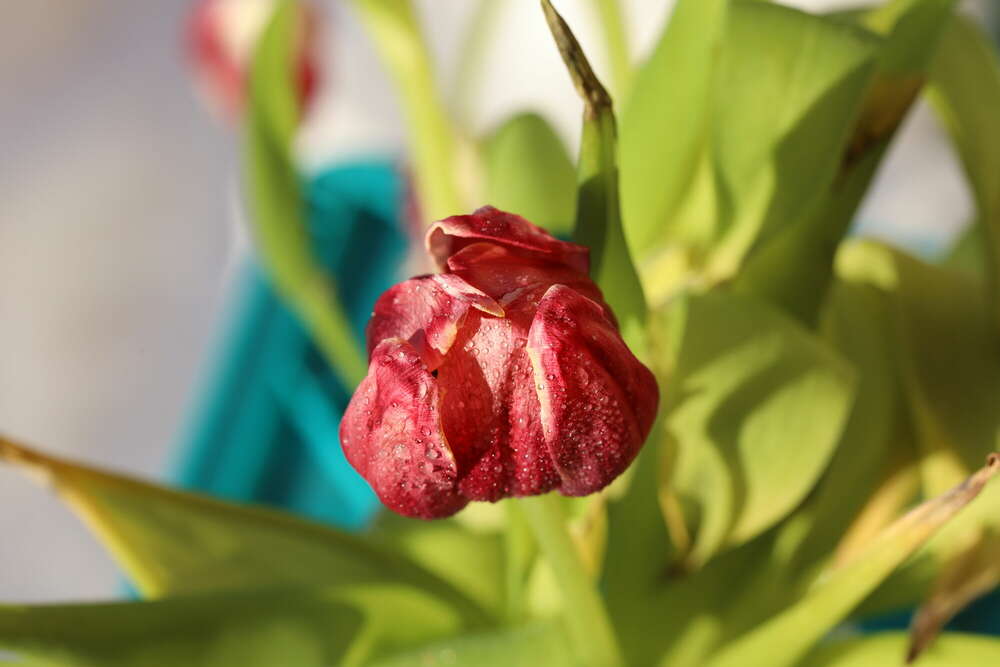 Tulpe (MultiMedia Art GbR)