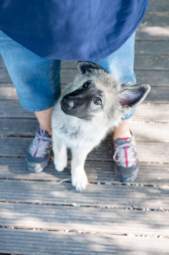 Tierfotografie  (Jennifer Modlinger Fotografie)