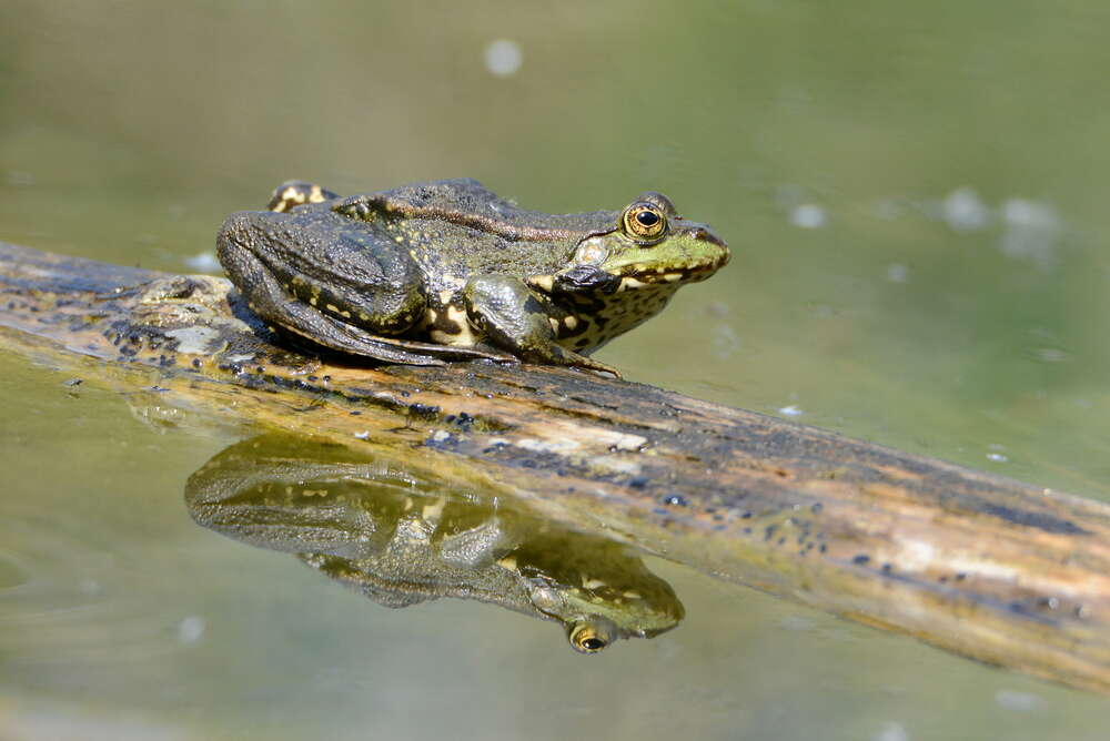 Frosch (Kessler Fotografie)