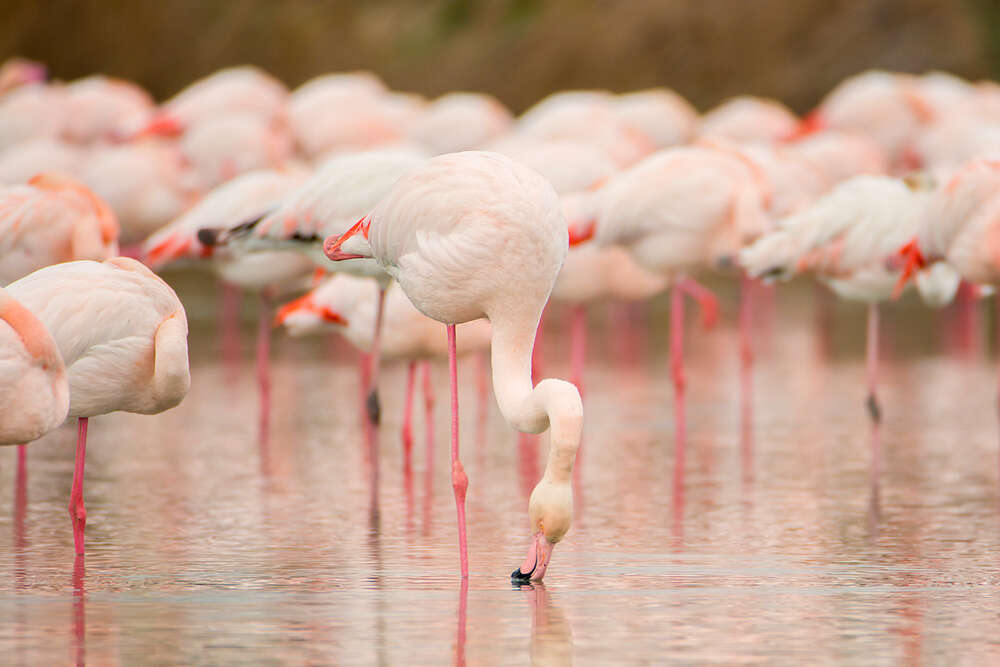 Flamingos (Kessler Fotografie)