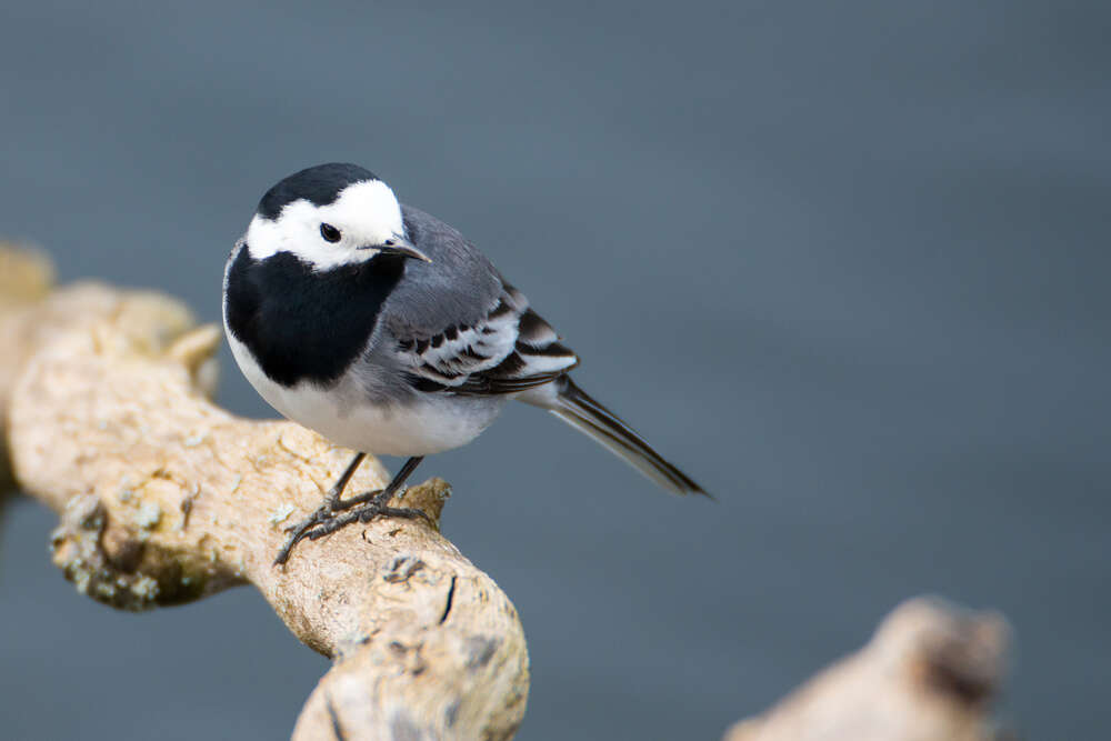 Bachstelze (Kessler Fotografie)