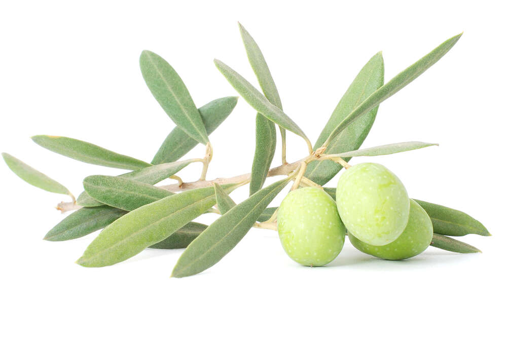 Oliven auf weißem Hintergrund (Kessler Fotografie)