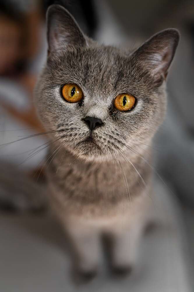 Alina Levina Fotografie