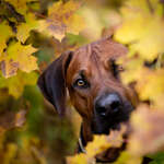 Pferde & Hunde Fotograf Bayern