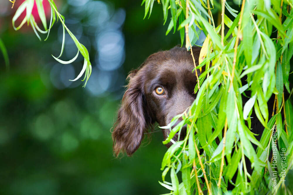Tierfotografie Wachtelhund (Pferde & Hunde Fotograf Bayern)